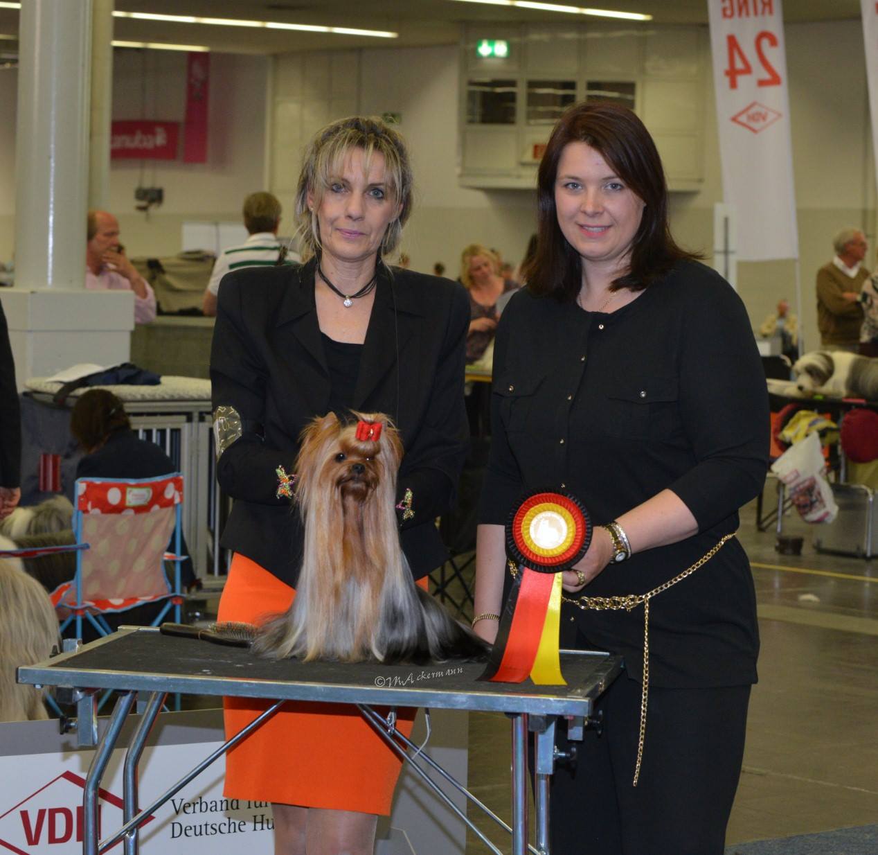 CAMPARIS KID ROCK &mdash; Labaza DogPedigree YorkshireTerrier